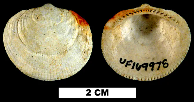 Glycymeris quinquerugata from the Late Pliocene Raysor Fm. of Darlington County, Florida (UF 169978).