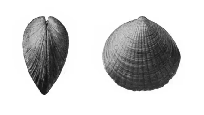 Specimen of Glycymeris waltonensis figured by Gardner (1926, pl. 9, fig. 5 and 6); 33.9 mm in length.