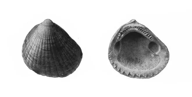 Specimen of Glycymeris waltonensis figured by Gardner (1926, pl. 9, fig. 7 and 8); 35.5 mm in length.