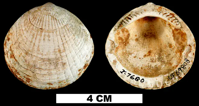 Glycymeris waltonensis from the Middle Miocene Shoal River Fm. of Walton County, Florida (UF 69808).