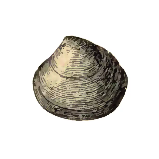 Specimen of Gouldia erosa figured by Dall (1903, pl. 57 fig. 10); 8.3 mm in length.