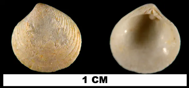 Gouldia erosa from the Early Miocene Chipola Fm. of Calhoun County, Florida (UF 114198).