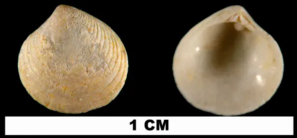 Gouldia erosa