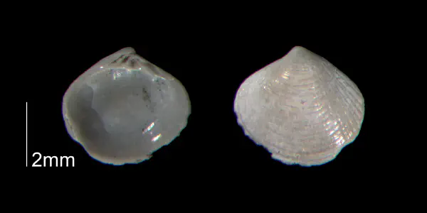 Gouldia metastriata
