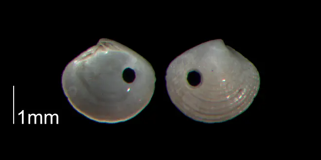 Gouldia metastriata from the Early Pleistocene Waccamaw Fm. of Brunswick County, North Carolina (PRI 70466-1).