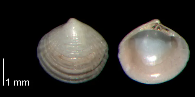 Gouldia metastriata from the Early Pleistocene James City Formation of Beaufort County, North Carolina (PRI 70505-1).
