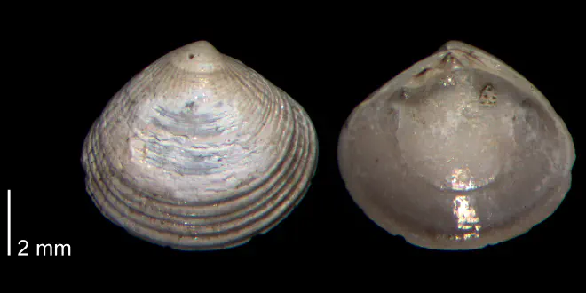 Gouldia metastriata from the Early Pleistocene James City Formation of Beaufort County, North Carolina (PRI 70505-2).