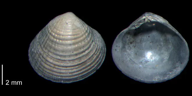 Gouldia metastriata from the Early Pleistocene James City Formation of Beaufort County, North Carolina (PRI 70505-3).