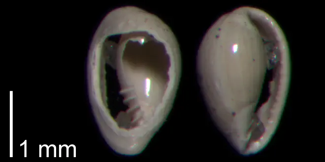 Granulina ovuliformis from the Early Pleistocene James City Formation of Beaufort County, North Carolina (PRI 70507).