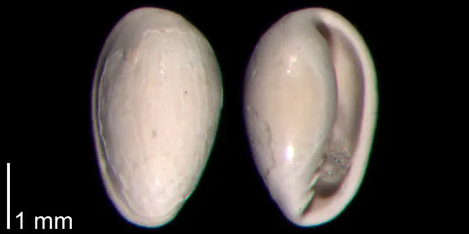 Granulina ovuliformis from the Early Pleistocene James City Formation of Beaufort County, North Carolina (PRI 70514).