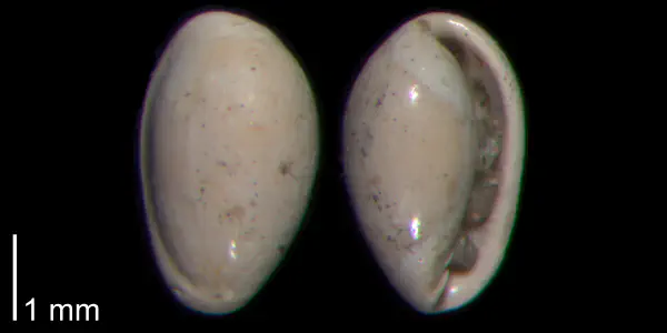 Granulina ovuliformis