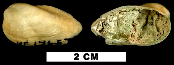 Gregariella coralliophaga