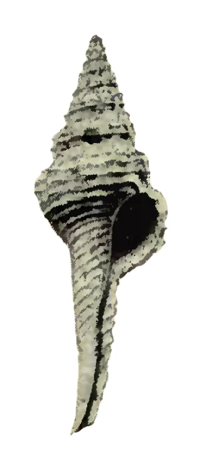 Specimen of Fusinus caloosaensis figured by Heilprin (1886, pl. 1, fig. 1); unknown length.