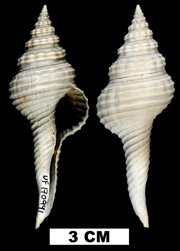 Heilprinia caloosaensis