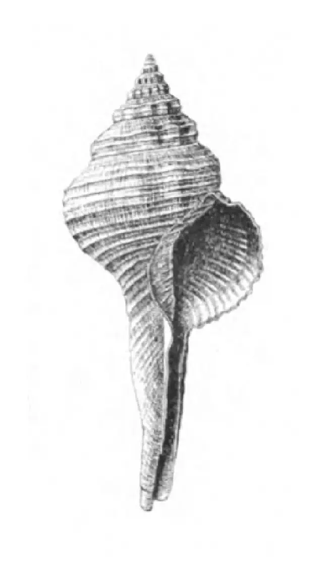 Specimen of Fusinus carolinensis figured by Dall (1892, pl. 14, fig. 4a); 70.0 mm.
