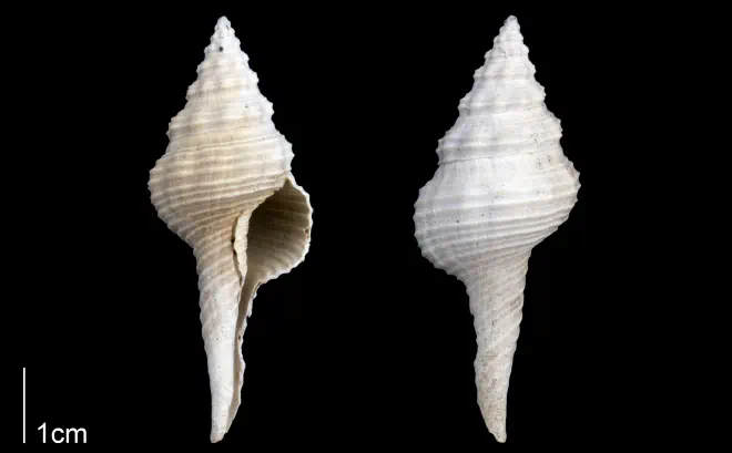 Fusinus carolinensis from the Late Pliocene Tamiami Fm. (Pinecrest Beds) of Sarasota County, Florida (PRI 70094).