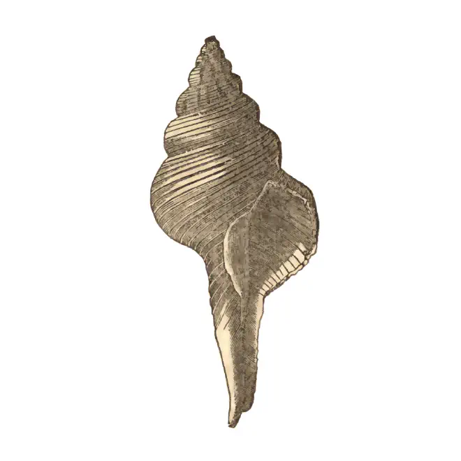 Specimen of Fusinus equalis figured by Emmons (1858, fig. 111).