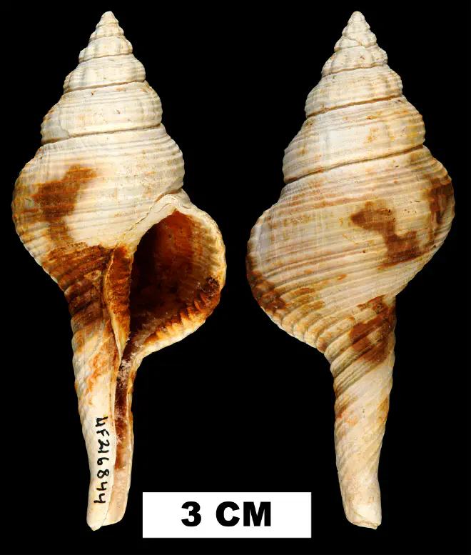 Fusinus equalis from the Late Pliocene Duplin Fm. of Duplin County, North Carolina (UF 216844).