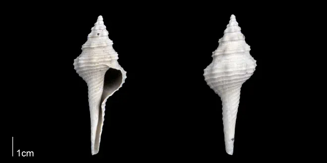 Fusinus florida from the Late Pliocene Tamiami Fm. (Pinecrest Beds) of Sarasota County, Florida (PRI 70290).