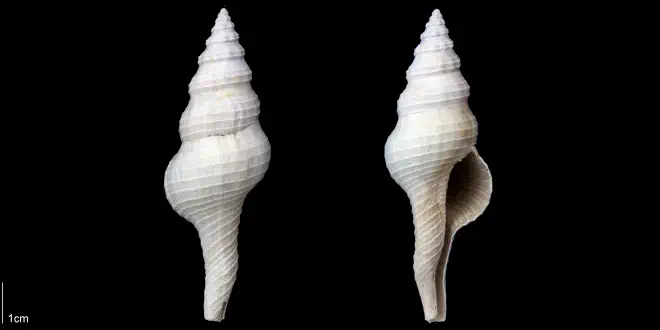 Fusinus florida from the Late Pliocene Tamiami Fm. (Pinecrest Beds) of Sarasota County, Florida (PRI 70093).