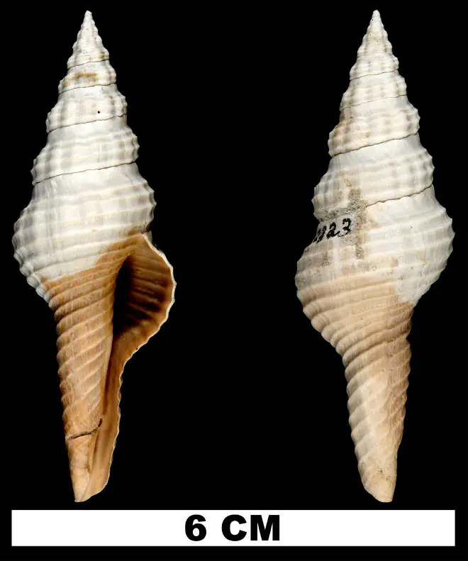 Fusinus florida from the Late Pliocene Tamiami Fm. (Pinecrest Beds) of Sarasota County, Florida (UF 202823).
