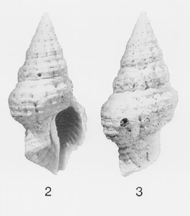 Specimen of Hemipolygona nosali figured by Lyons (1991, fig. 2 and 3); no scale