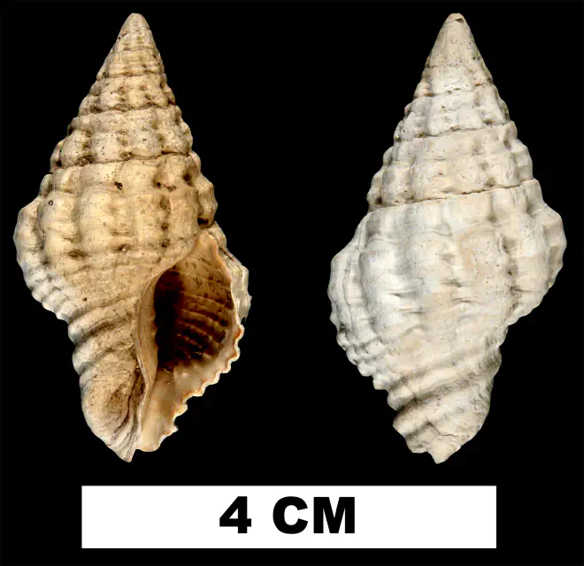 Hemipolygona nosali from the Plio-Pleistocene (formation unknown) of Sarasota County, Florida (UF 32571).