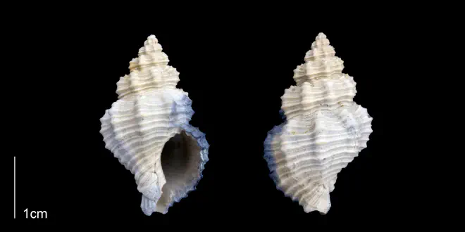 Hesperisternia filicata from the Late Pliocene Tamiami Fm. (Pinecrest Beds) of Sarasota County, Florida (PRI 70260).