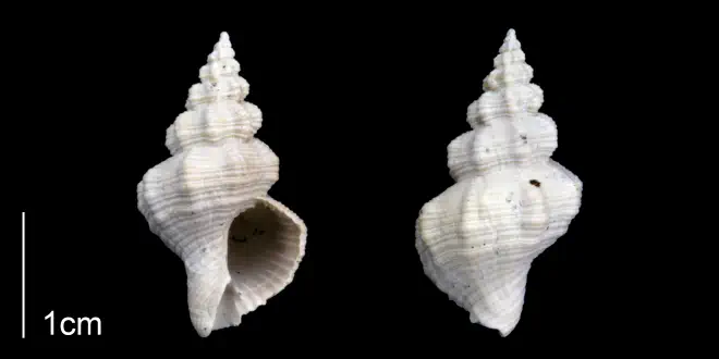 Hesperisternia filicata from the lower Pliocene Tamiami Fm. (Pinecrest Beds) of Sarasota County, Florida (PRI 70288).