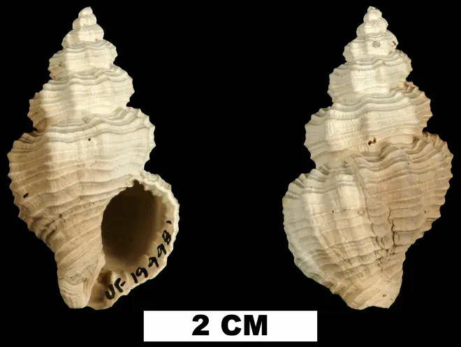 Hesperisternia filicata from the Plio-Pleistocene (formation unknown) of Sarasota County, Florida (UF 199981).