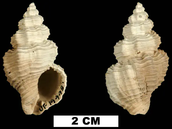 Hesperisternia filicata