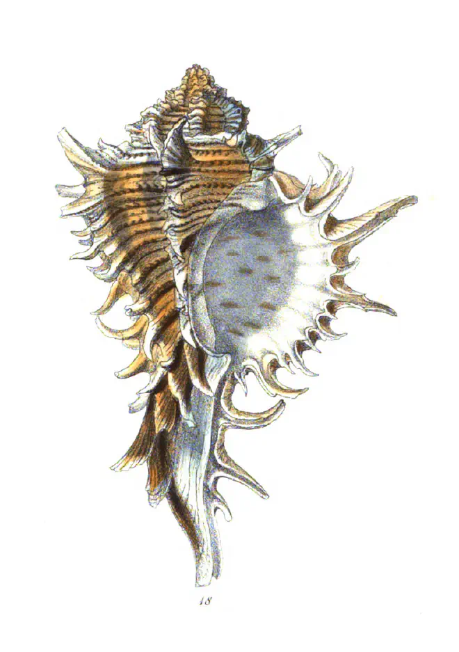 Specimen of Hexaplex fulvescens figured by Reeve (1845, pl. 4, fig. 18).
