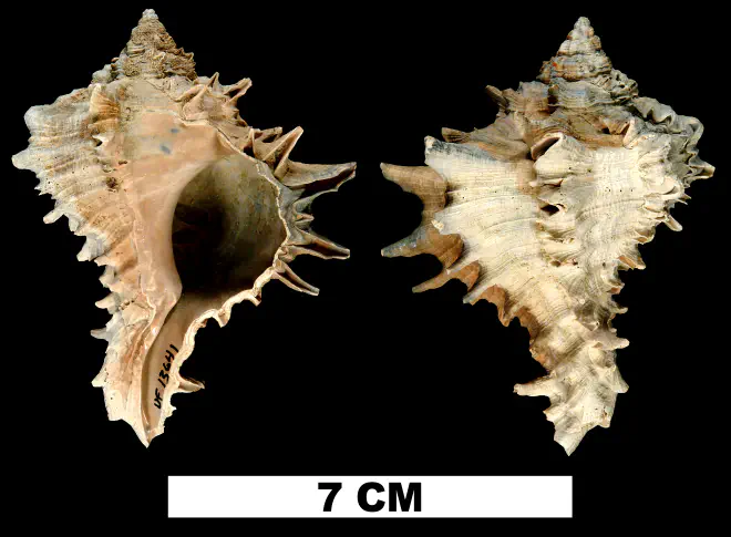 Hexaplex fulvescens from the Middle Pleistocene Bermont Fm. (Lower Shell Bed) of Hillsborough County, Florida (UF 13641).