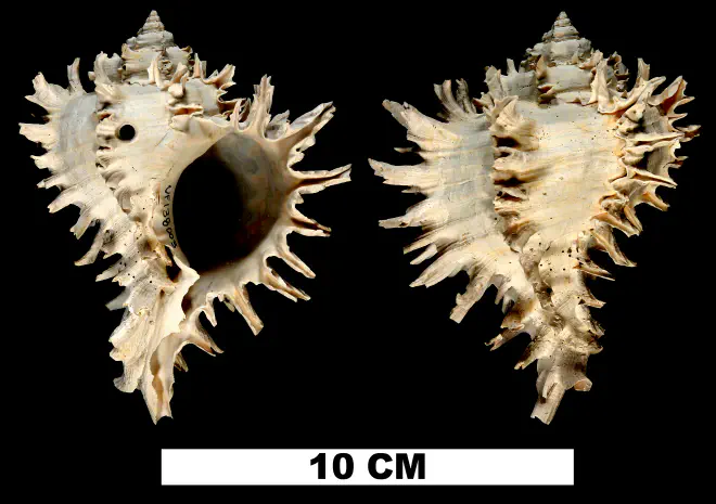 Hexaplex hertweckorum from the Late Pliocene Tamiami Fm. (Pinecrest Beds) of Sarasota County, Florida (UF 138003).