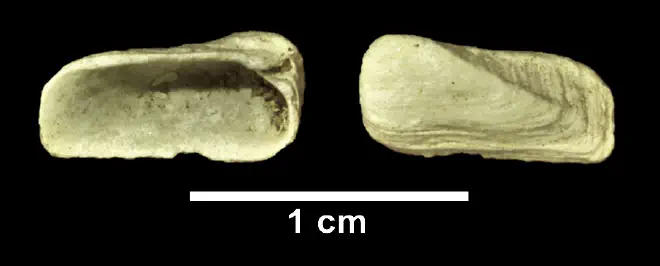 Hiatella arctica from the Late Pliocene Yorktown Fm. (Sunken Meadow Member) of Frederick County, Virginia (SDSM 110115).