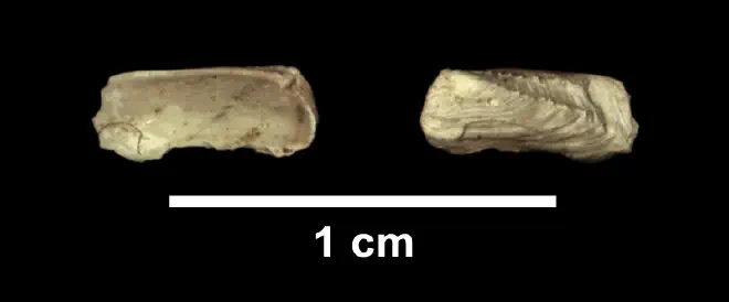 Hiatella arctica from the Late Pliocene Yorktown Fm. of Isle of Wight County, Virginia (SDSM 112591).