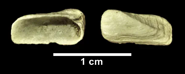 Hiatella arctica