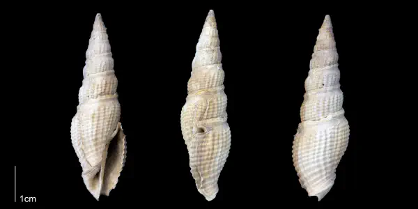 Hindsiclava antealesidota