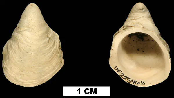 Hipponix floridanus
