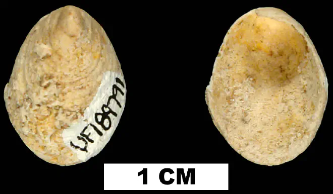 Hipponix pygmaeus from the Late Oligocene to Early Miocene Arcadia Fm. of Hillsborough County, Florida (UF 189791).