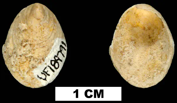 Hipponix pygmaeus