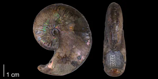 Hoploscaphites nicolletii