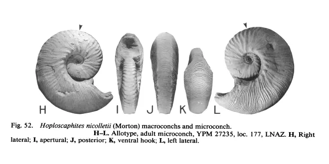 Photograph of Hoploscaphites nicolletii (YPM 27235).