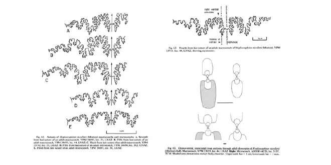 Drawings of suture patterns of Hoploscaphites nicolletii