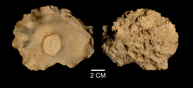 Hyotissa haitensis from the Late Pliocene Tamiami Fm. (Pinecrest Beds) of Sarasota County, Florida (SDSM 133781).