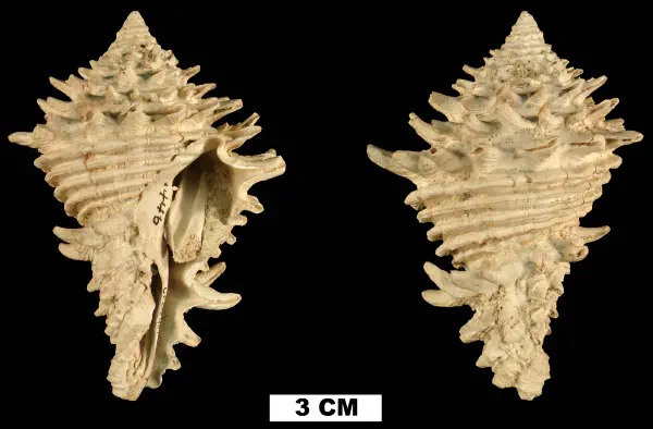 Hystrivasum horridum