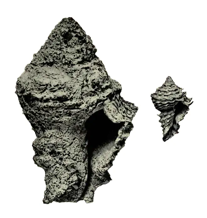 Specimen of Hystrivasum horridum figured by Heilprin (1887, pl. 4, fig. 6 and 6a).