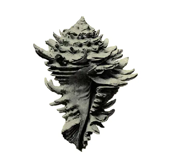 Specimen of Hystrivasum horridum figured by Heilprin (1887, pl. 16, fig. 72).