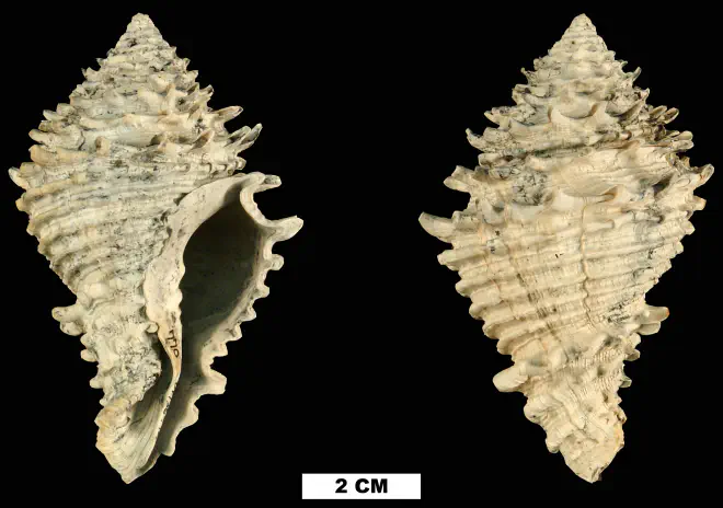 Hystrivasum locklini from the Late Pliocene Tamiami Fm. (Pinecrest Beds) of Sarasota County, Florida (UF 136942).