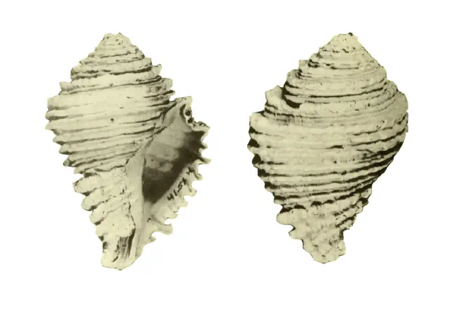 Specimen of Hystrivasum olssoni figured by Hollister (1971, pl. 39, fig. 1 and 4); 81 mm in length.